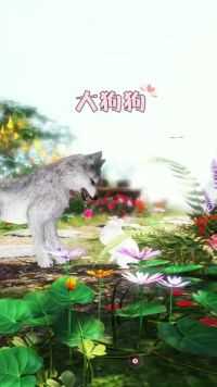 在爱的世界里，是狼是狗又有什么关系呢😊