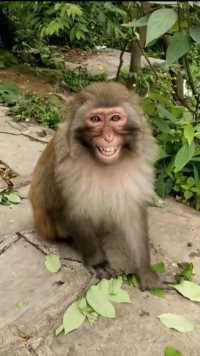 百年难见猴一笑，猴子真的笑了，你还在等什么，一起同框笑一笑吧？