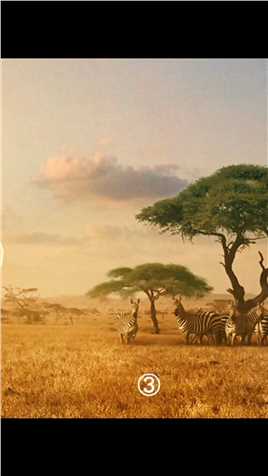 非洲草原，稀世真狮，三年打磨，实景拍摄，“猛”宠你的心。#电影解说 #白狮奇缘 #治愈治愈系 #暑假必刷经典怀旧剧 