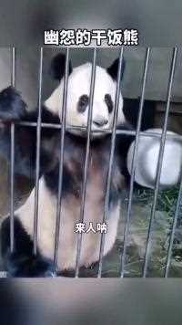 熊猫：送饭的还不来，把我饿着了，你们担待的起嘛！