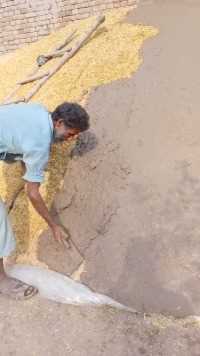 巴基斯坦农民伯伯，把地里剩下的粮食储存起来，留给一家人一年食用#求一个神评加特 