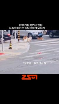 一群素质极高的流浪狗，当其中的成员有狗想要横穿马路……