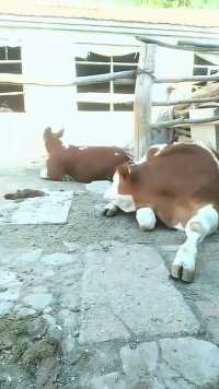 真羡慕牛的生活，吃完饭就是睡午觉，不用瞎操心！