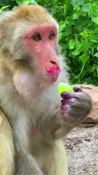 猴子：我可是淑女，吃东西要慢慢吃！