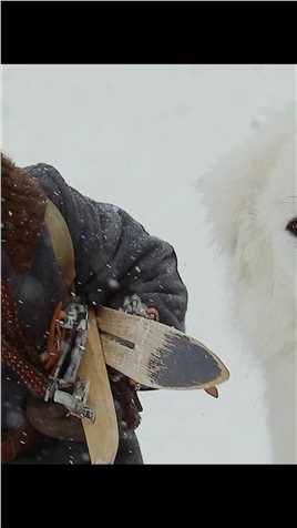8岁男孩收养流浪狗，狗狗打败群狼，带人们逃出雪山