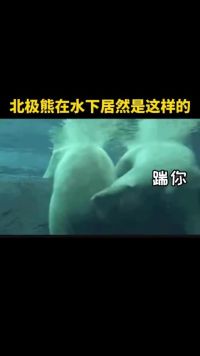 北极熊在水下居然是这个样子的  