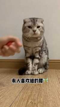 会说话的猫你喜欢吗