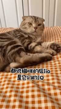 猫的后脚真的不让膜吗？