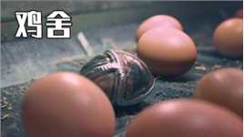 农场母鸡为了生存，生下一只特殊的蛋，结果走上人生巅峰