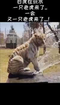 一只在玩水的老虎，太萌了！  