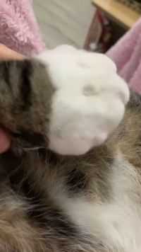 你们见过这么大的猫爪子吗