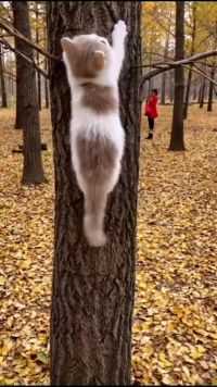 你不是猴子你是猫咪，你怎么可以爬树呢  