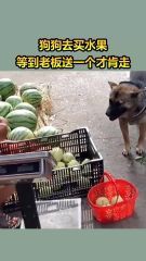 狗狗去买水果，等到老板送一个才肯走。