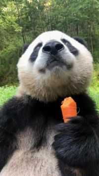 谁说熊猫吃东西不可爱的，看看人家，吃的嘎嘣脆