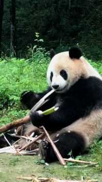 看看大熊猫吃竹子的样子，真的好可爱，太好了