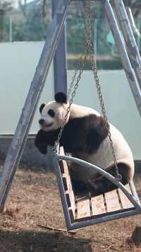 做熊猫就是好，无忧无虑