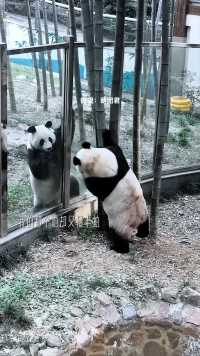 熊猫都开始谈恋爱了，你呢？