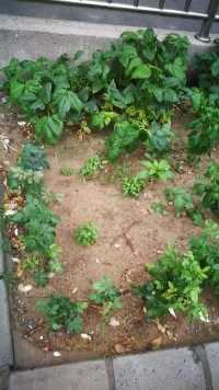 我的小菜园，谁能猜出中间圆叶是什么吗？