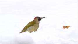 绿色的啄木鸟是最容易认出来的。它的羽毛使它在树上难以被发现，但这家伙一旦离开能够给予其伪装的树叶，就像一个彩色强力弹球穿
