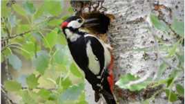 乍一看，你会觉得，对于羽色为引人注目的黑、白、红的大斑啄木鸟和小斑啄木鸟来说，住在森林里并不是明智的选择