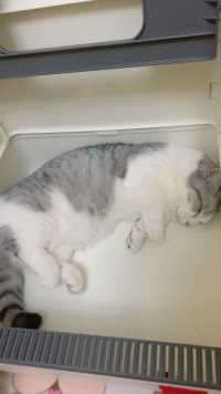 我该如何跟这个小傻子解释，这是猫厕所不是睡觉的地方呢？