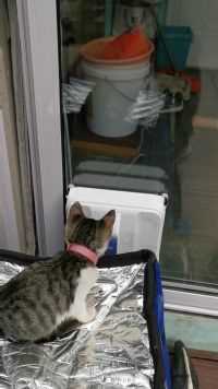 擦个窗户，把小猫咪吓傻了