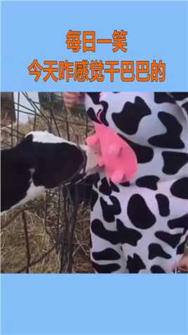 小姐姐自带装备喂牛宝宝可怜了牛吃了个寂寞！