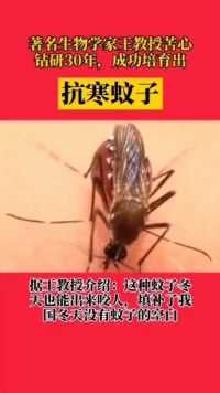 抗寒蚊子，王教授：这种蚊子冬天也能出来咬人，弥补了我国冬天没有蚊子的空白