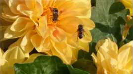 两只小蜜蜂飞在花丛中，今天早晨真的就拍到了两只小蜜蜂嗡嗡采蜜忙的镜头！