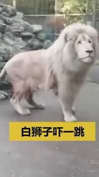 呆萌可爱的狮子跑出动物园，竟然被泡泡吓了回去，你的野兽之王的气质呢？？  