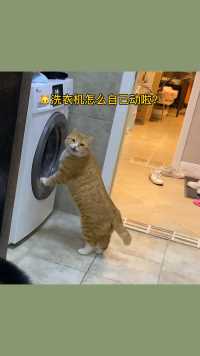 为什么猫咪喜欢陪人洗澡呢？