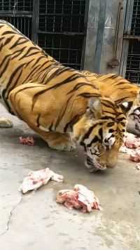 没有野性的老虎，就是吃肉，都能细嚼慢咽！