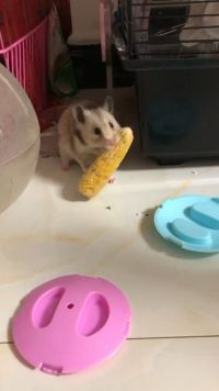 当你的小仓鼠在外面逛着逛着突然捡到个小玉米是多么开心  