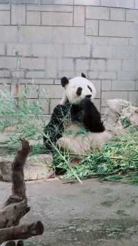 爱吃竹子的大熊熊才是好宝宝