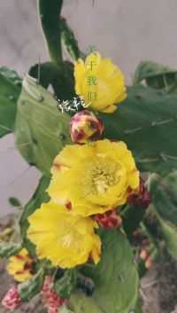 我家的仙人掌开花了！