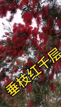 垂枝红千层！