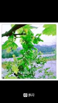 清晨、雨露、果子、还有清新空气！