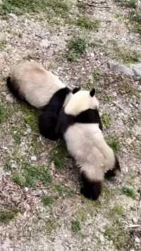 两只大熊猫太有意思了，知道的是求偶，不知道的还以为在打架