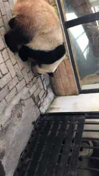 两只熊猫还是挺有意思的，吃完饭竟然还凑在一块闲聊