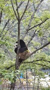 想着这只大熊猫的体重，我非常担心它屁股下的这棵树