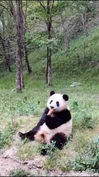 对于一只在吃东西的大熊猫来说，最讨厌的就是别人的打扰