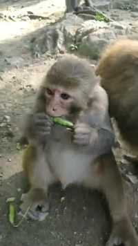 看这只小家伙着急忙慌吃东西的样子，就怕别的猴子和它抢！