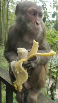当它看到香蕉的时候，真的是开心坏了！