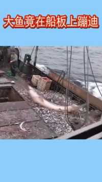 渔夫捕到一条大鱼，不料大鱼竟在船板上蹦迪，这熟练的动作笑翻众人  