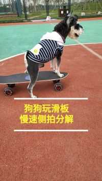 狗狗玩滑板，侧拍教程 @微小音 