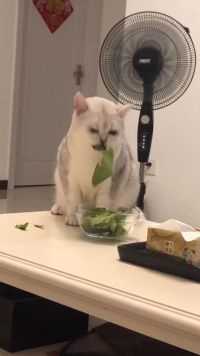 爱吃青菜的猫咪  