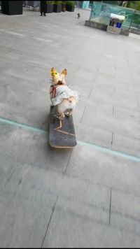 狗狗好厉害会滑板  