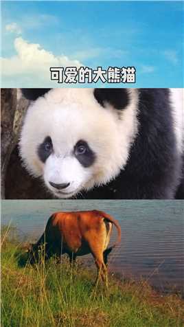 大熊猫林安安：头大的我，是不是大家都不喜欢了