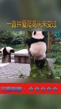 熊猫确实有两下子，这么胖的体型它居然会爬树  