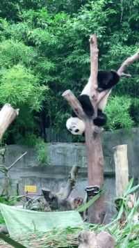 熊猫看着又肥又笨的样子，爬起树来那真是小看它了！